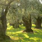 Olive grove