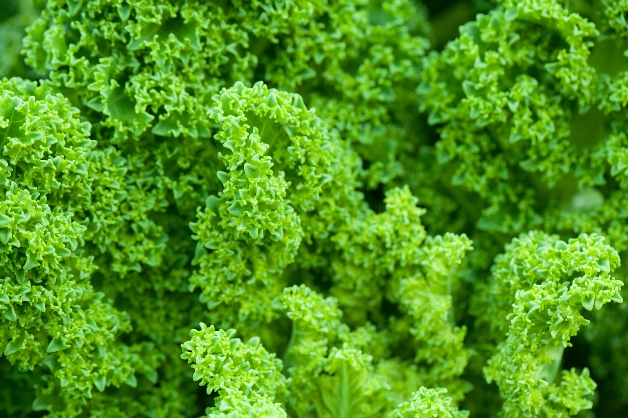 Diplomats and Scientists Agree: Kale Is The Key to World Peace