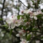 Apple blossom