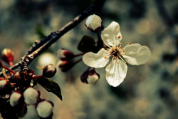 Apple blossom