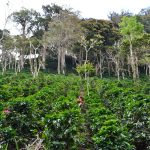 Fairtrade Coffee farmers Brian Wogan