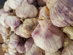 Garlic