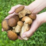 Mushrooms