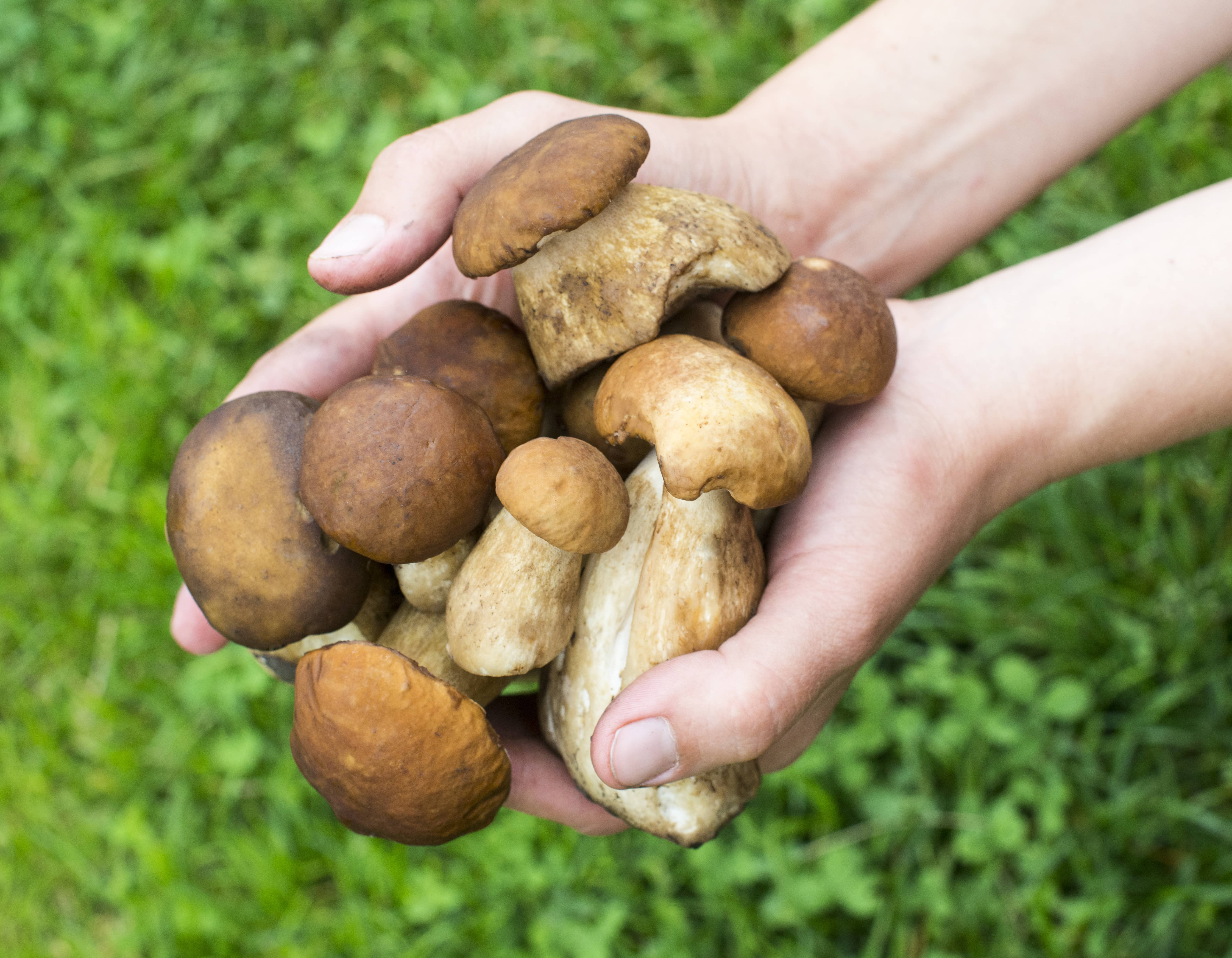 Seasonal and local guide: foraged foods