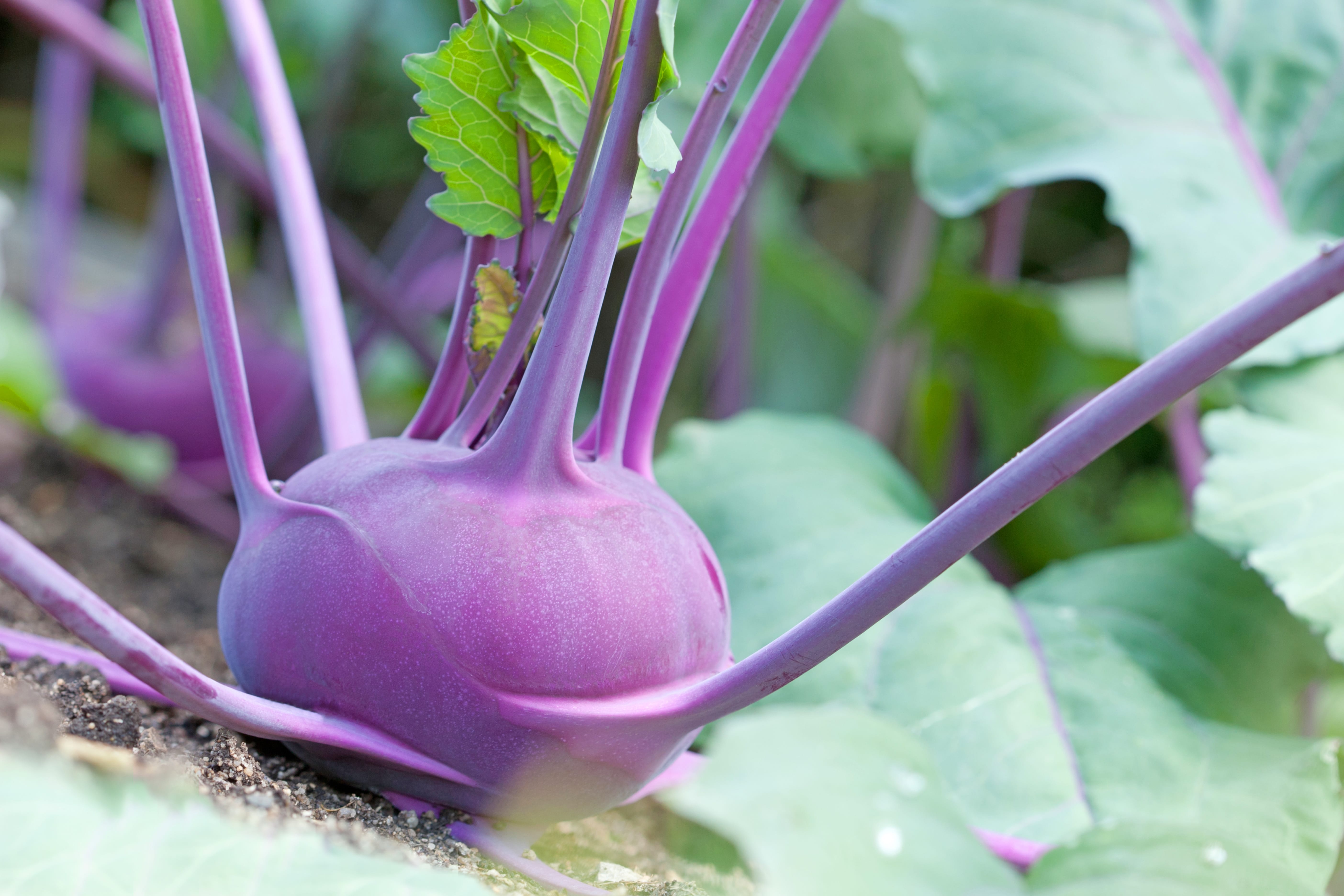 Kohlrabi guide