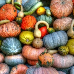 pumpkins_squash