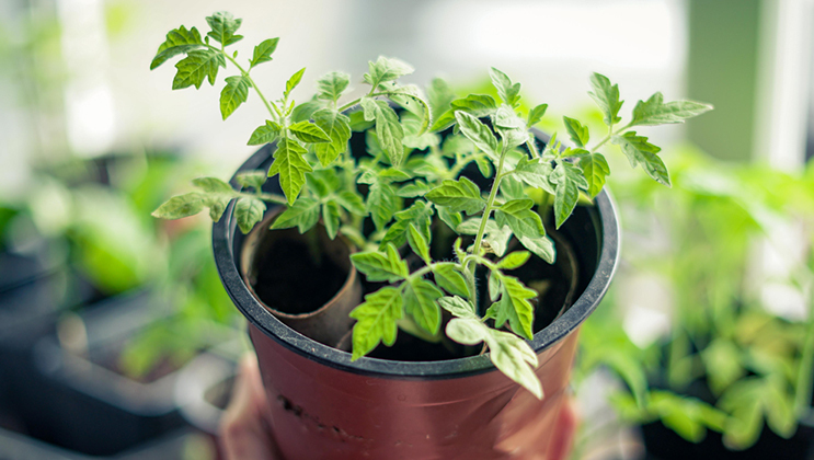 Your free growing guide!