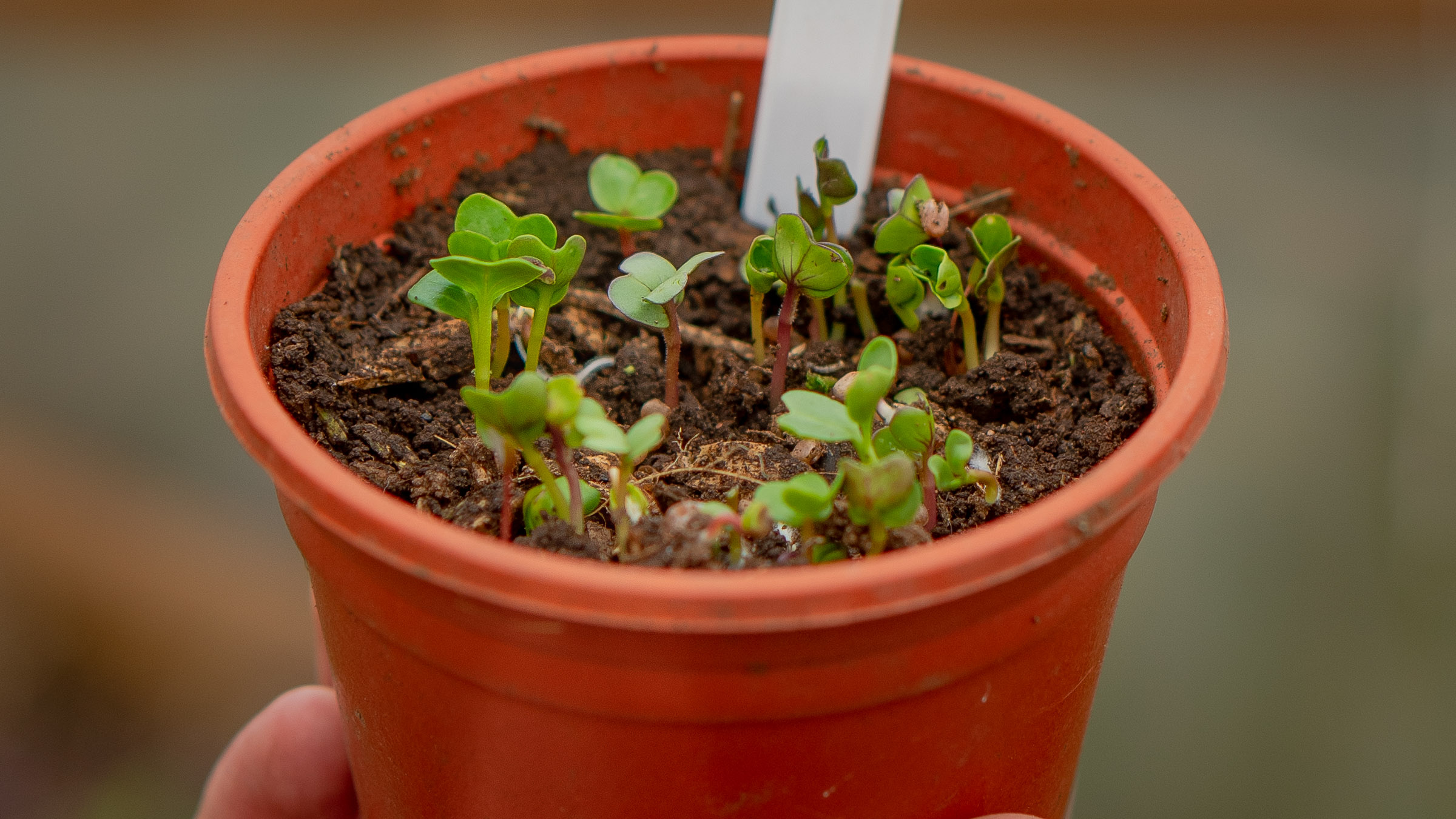 Your guide to growing organically at home