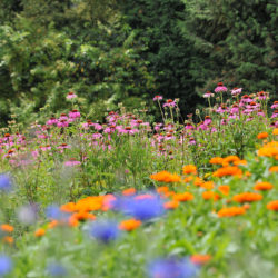 flowers in a field