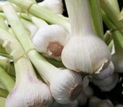 Fresh Garlic