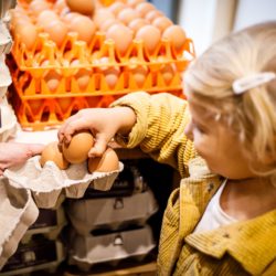 Egg carton being filled with loose eggs