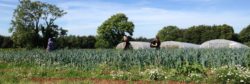 The community farm