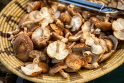 Shiitake mushrooms
