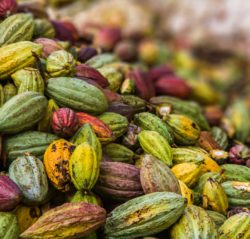 Cocoa pods