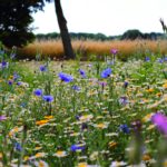 field of flowers