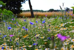 field of flowers