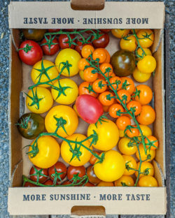 Heirloom tomatoes