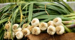 fresh garlic