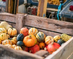 The Community Farm – The Final Harvest